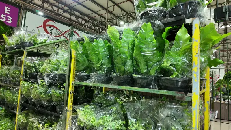 Prateleiras com folhagens embaladas no Box E53 do Ceaflor