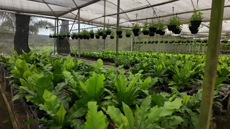 Plantas pendentes na estufa