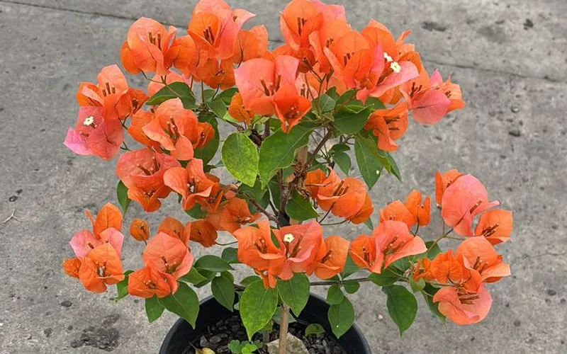 Primavera laranja em vaso
