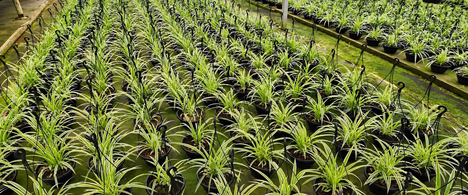 Fileiras de clorofito na estufa