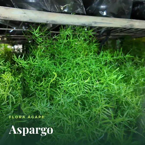 Aspargo em vasos na estufa