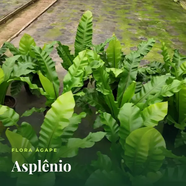 Asplênio em vasos na estufa