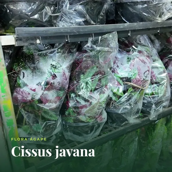 Cissus javana embalada para venda