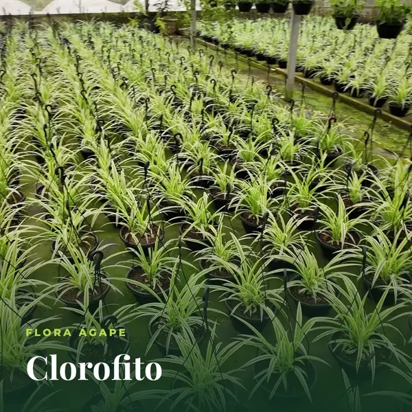 Fileiras de clorofito em vasos na estufa