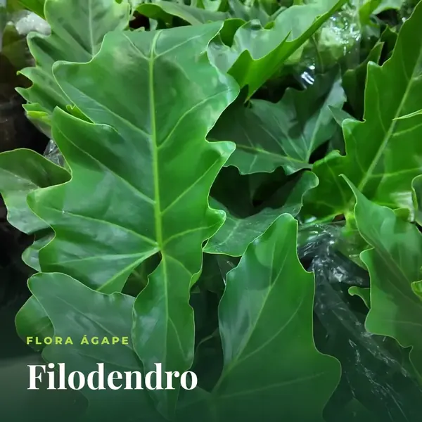 Folhas de filodendro