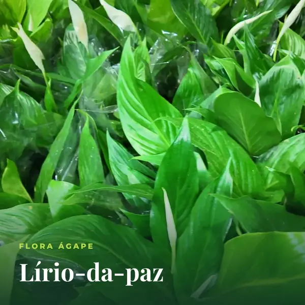 Lírio-da-paz