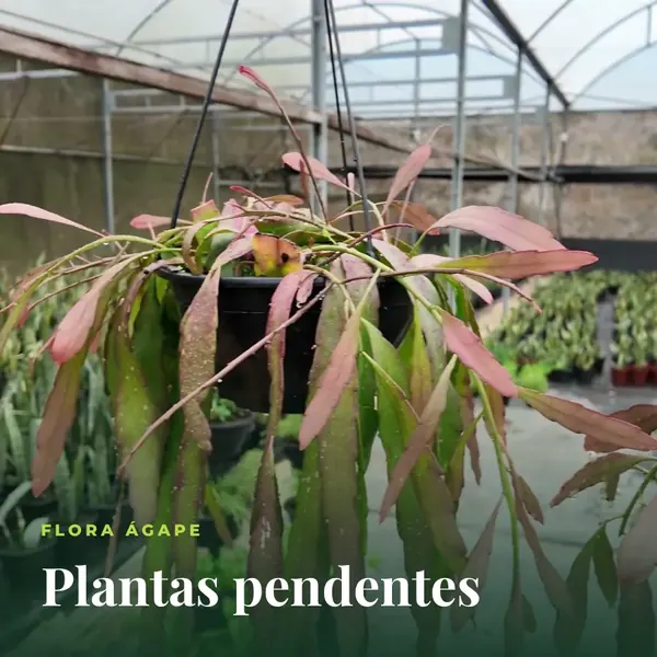 Planta pendente em cuia na estufa