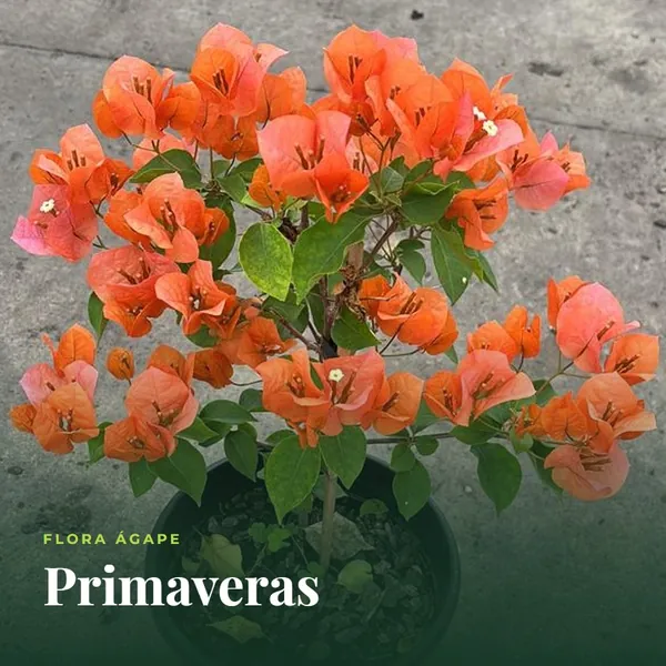 Primavera laranja em vaso