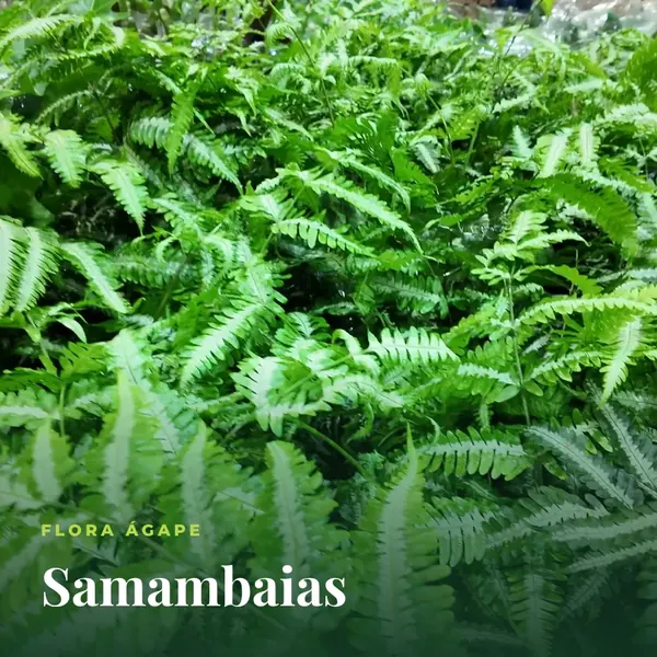 Samambaias